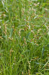 Ozark sedge